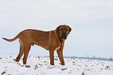 TOSA INU 239